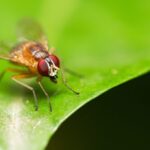 Chinese Scientists Decode Fruit Flies Entire Life Cycle 