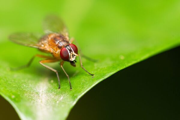 # - My News! Chinese Scientists Decode Fruit Flies Entire Life Cycle