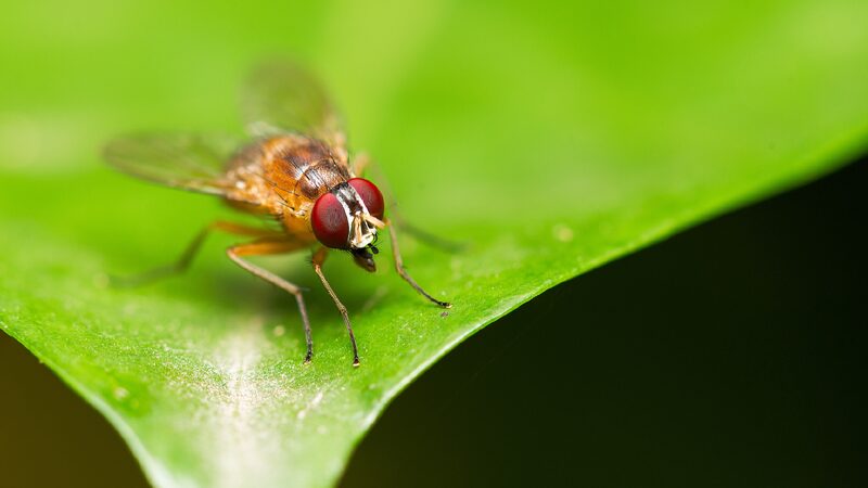 Chinese Scientists Decode Fruit Flies Entire Life Cycle 
