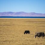Chinese Scientists Successfully Clone Yak 