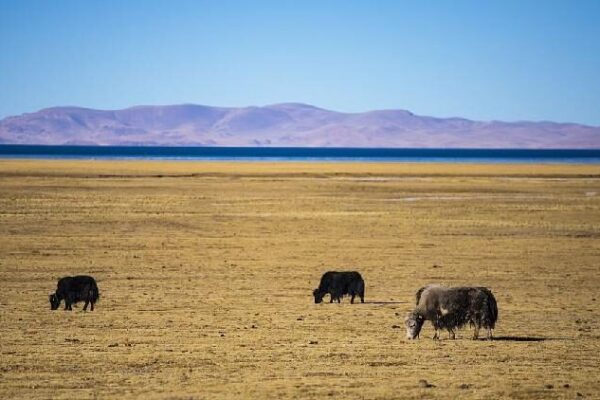 Chinese Scientists Successfully Clone Yak 
