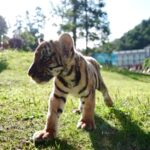 Endangered Tiger Roars into Spotlight Video Poster