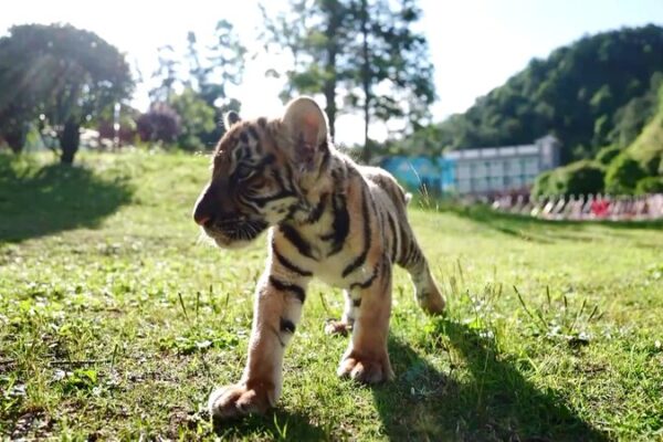 # - My News! Endangered Tiger Roars into Spotlight Video Poster