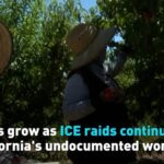 Fears Grow As Ice Raids Continue for Californias Undocumented Workers Video Poster 