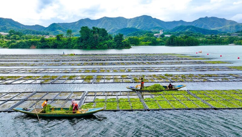 Eco-Friendly Floating Farms Clean Qiandao Lake and Nurture Wildlife Floating farms help purify Qiandao Lake in Zhejiang