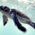Green Turtles Back Home to Nest As Xisha Islands Environment Improves