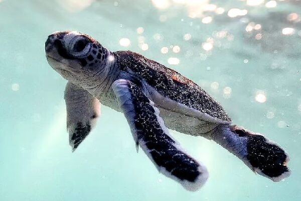 Green Turtle Nesting Soars on China’s Xisha Islands as Environment Thrives Green turtles back home to nest as Xisha Islands environment improves