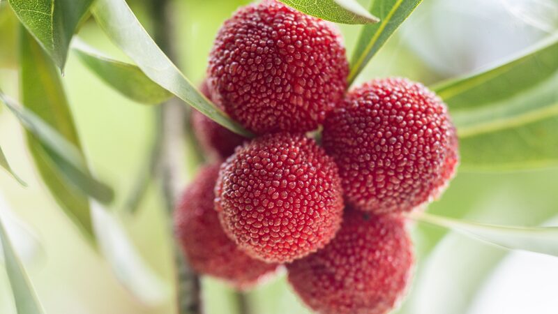 Guizhou’s Bayberry Harvest: A Sweet Summer Adventure Awaits Guizhou's sweet-tart bayberry: A summer treat