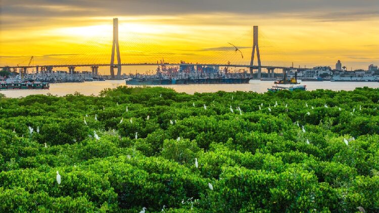 Hainan Sets Goal to Expand Mangrove Forests by 2025 Hainan aims to expand mangrove coverage by 2025