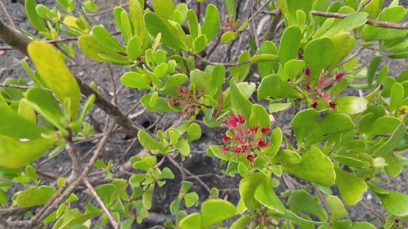 International Day of the Tropics: Protecting Our Ecological Treasures International Day of the Tropics: Ecological treasures and resilience