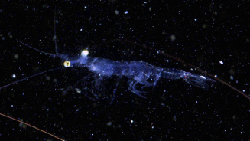 # - My News! Invisible Kingdom Beneath the Waves Revealed by Chinese Ocean Mission