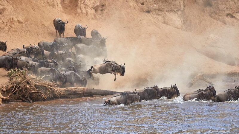 Kenya Ramps Up Tourism as Wildebeest Migration Begins Kenya ramps up tourism push as wildebeest migration begins