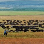 Live Amazing View of Hundreds of Galloping Horses in Xinjiang 