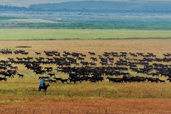 Majestic Horse Stampede Graces Xinjiang’s Zhaosu County Live: Amazing view of hundreds of galloping horses in Xinjiang