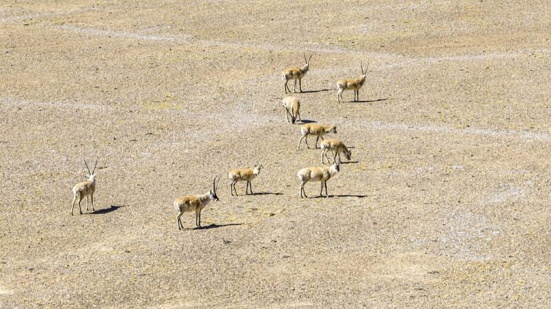 # - My News! Live Explore Altun Shan Nature Reserve for Tibetan Antelopes Calving
