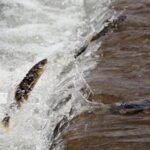 Live Explore the Ecological Value of Qinghai Lake 