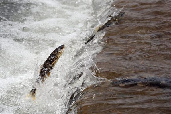 Qinghai Lake: A Wildlife Wonderland in China’s Heartland Live: Explore the ecological value of Qinghai Lake