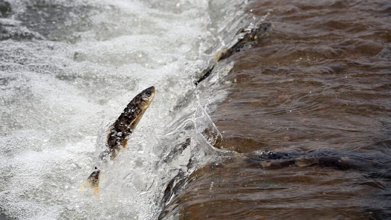 # - My News! Live Explore the Ecological Value of Qinghai Lake