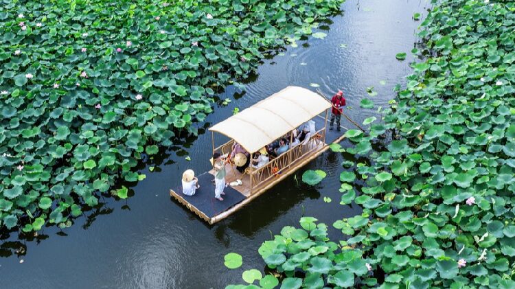 Lotus Raft Rides in Taizhou Draw Tourists for a Serene Summer Escape Lotuses draw tourists to Taizhou for serene raft rides