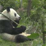 Mexicos Beloved Giant Panda Xin Xin Turns 35 Video Poster 
