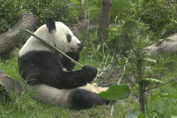 Mexico’s Last Giant Panda Xin Xin Celebrates 35th Birthday Mexico's beloved giant panda Xin Xin turns 35 video poster