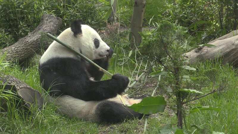 Mexicos Beloved Giant Panda Xin Xin Turns 35 Video Poster 