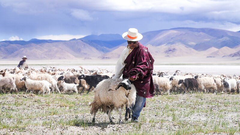 Ancient ‘Salt-and-Sheep Route’ Springs Back to Life in Xizang Millennia-old 'Salt-and-Sheep Route' thrives with new vitality