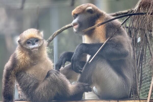 # - My News! Multifaceted Moves Shield Endangered Guizhou Snub nosed Monkeys