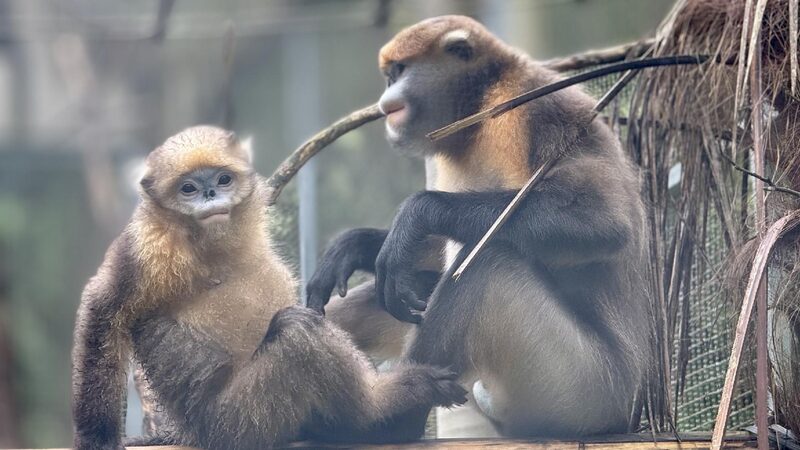 Multifaceted Moves Shield Endangered Guizhou Snub nosed Monkeys 