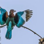 Nanchang Welcomes Rare Birds for Summer Feeding and Cooling off 