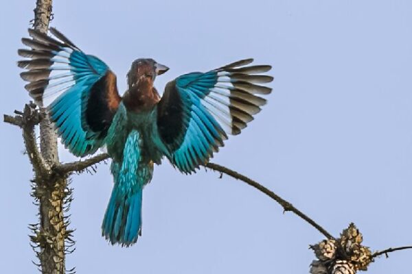 Rare Birds Flock to Nanchang’s Waters for Summer Fun Nanchang welcomes rare birds for summer feeding and cooling off