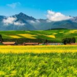 Pasture Dataset Boosts Ecoprotection on Qinghaixizang Plateau 