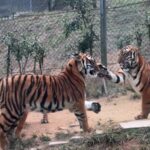 # - My News! Playful Tigers or Fierce Rivals Understanding Tigers slap Behavior Video Poster