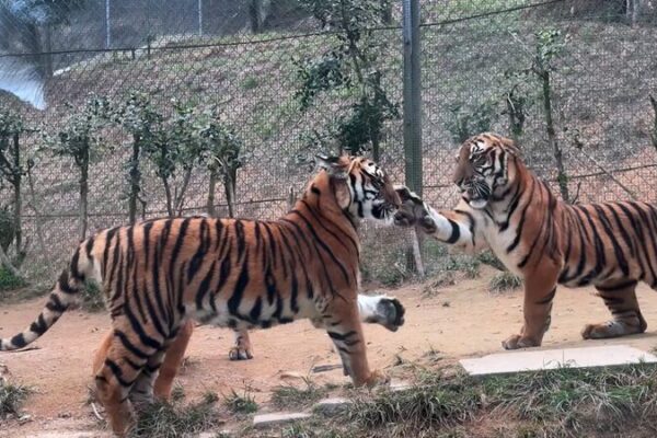 Playful Slaps or Serious Spats? Decoding Tigers’ Friendly Fights Playful tigers or fierce rivals? Understanding tigers 'slap' behavior video poster