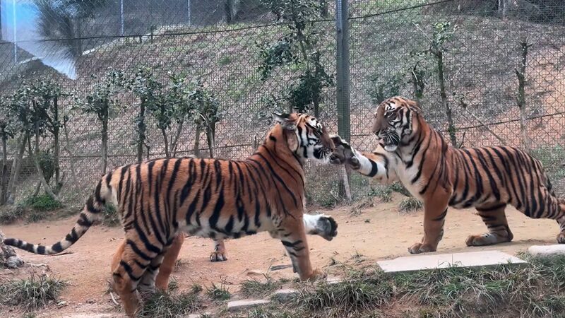 Playful Tigers or Fierce Rivals Understanding Tigers slap Behavior Video Poster 