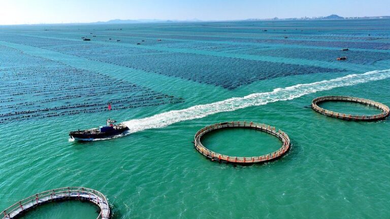 President Xi Calls for Unified Market High quality Marine Economy 