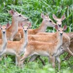 Rare Hainan Elds Deer Spotted Frolicking in the Forest 