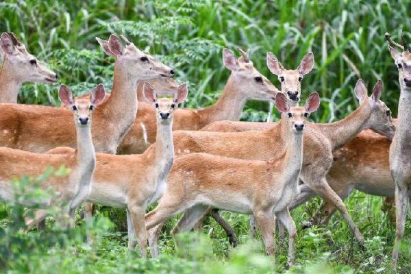 Rare Hainan Eld's deer spotted frolicking in the forest