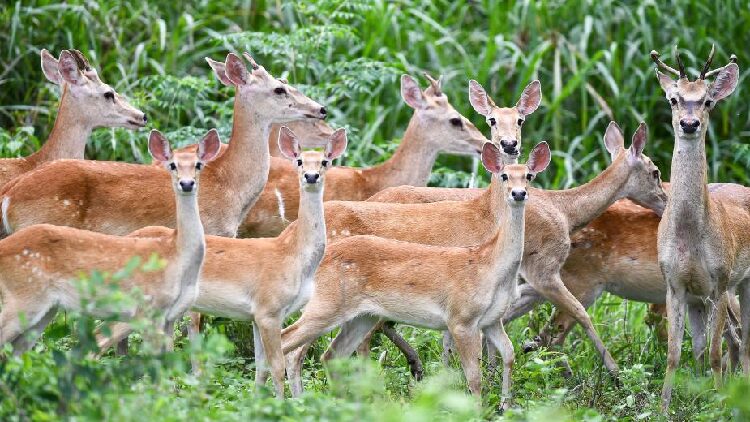 # - My News! Rare Hainan Elds Deer Spotted Frolicking in the Forest