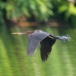 Rare Snakebird Sighted in S Chinas Hainan for First Time Video Poster 