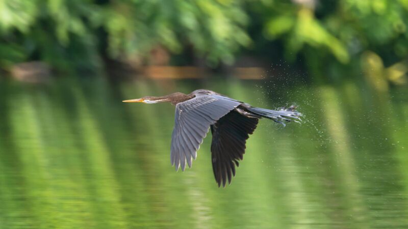 # - My News! Rare Snakebird Sighted in S Chinas Hainan for First Time Video Poster