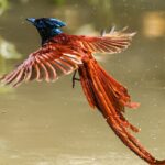 Red bellied Paradise Flycatcher Soars Like a Phoenix 