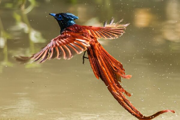 Bird’s Graceful Flight Mirrors Phoenix in Jiangxi Province Red-bellied paradise flycatcher soars like a phoenix