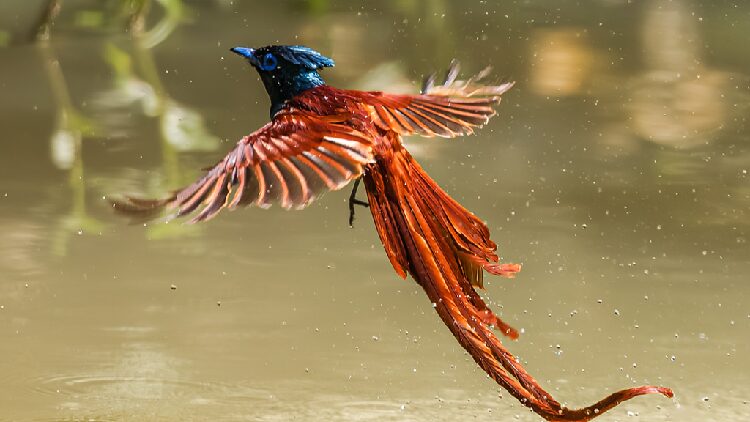 # - My News! Red bellied Paradise Flycatcher Soars Like a Phoenix