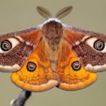 Researchers Find Moths listen To Ultrasonic Sound from Tomato Plants