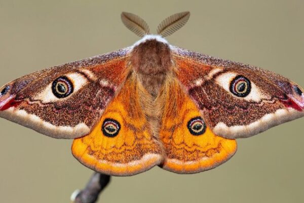 # - My News! Researchers Find Moths listen To Ultrasonic Sound from Tomato Plants