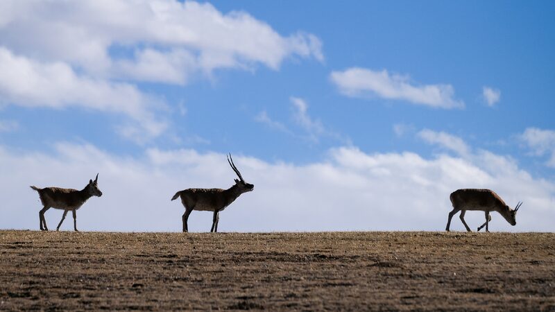 Xizang’s Youth Embrace Technology to Protect Fragile Plateau Ecosystem SW China's Xizang ramps up plateau ecosystem preservation