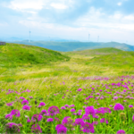 Sino swiss Exchanges Drive Mutual Development in Ecotourism 