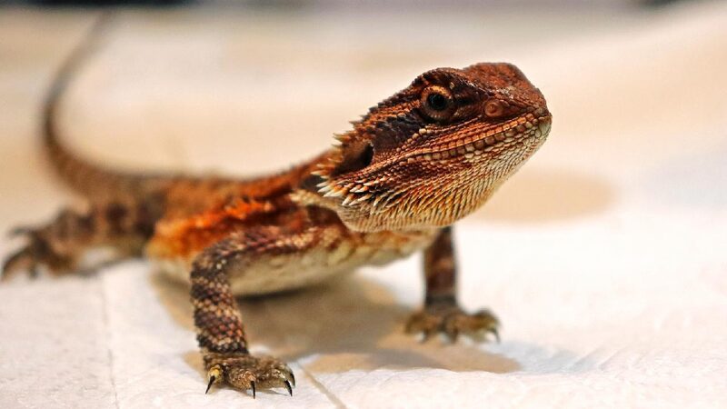 Speedy Bearded Dragons at Greater Risk of Death, Surprising Study Reveals Speedy lizards face higher risk of death, study finds