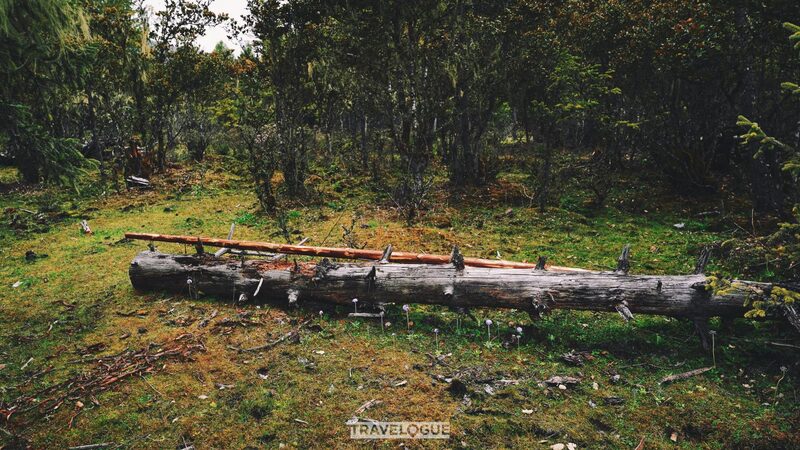 Summer Brings Nyingchi’s Highland Farms to Life Summertime brings Nyingchi's highland farm to life